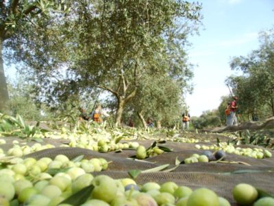 olive oil visit seville
